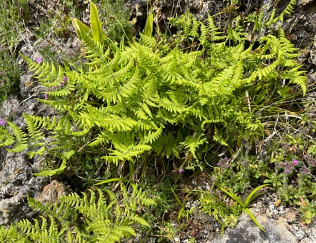 Gymnocarpium robertianum is a fern species found in Central Europe,especially in the limestone areas of the Alps. The Ruprechtsfarn,Gymnocarpium robertianum,is a species of fern that is widespread in Central Europe,especially in the limestone areas of the Alps.