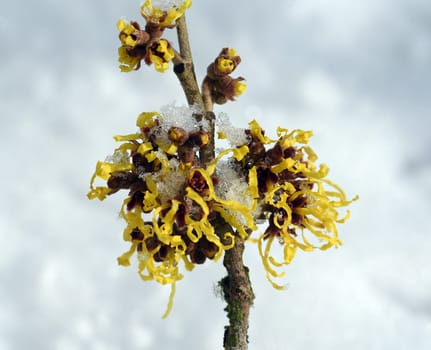 Witch hazel,witch hazel japonica,has delicate,thread-like flowers in yellow,orange or red. The easy-care witch hazel promises a touch of spring in the middle of winter. Witch hazel,Hamamelis japonica,has delicate,thread-like flowers in yellow,orange,or red. The low-maintenance witch hazel promises a touch of spring in the middle of winter