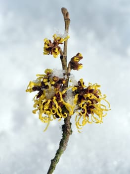 Witch hazel,witch hazel japonica,has delicate,thread-like flowers in yellow,orange or red. The easy-care witch hazel promises a touch of spring in the middle of winter. Witch hazel,Hamamelis japonica,has delicate,thread-like flowers in yellow,orange,or red. The low-maintenance witch hazel promises a touch of spring in the middle of winter