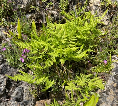 Gymnocarpium robertianum is a fern species found in Central Europe,especially in the limestone areas of the Alps. The Ruprechtsfarn,Gymnocarpium robertianum,is a species of fern that is widespread in Central Europe,especially in the limestone areas of the Alps.