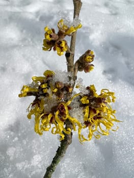 Witch hazel,witch hazel japonica,has delicate,thread-like flowers in yellow,orange or red. The easy-care witch hazel promises a touch of spring in the middle of winter. Witch hazel,Hamamelis japonica,has delicate,thread-like flowers in yellow,orange,or red. The low-maintenance witch hazel promises a touch of spring in the middle of winter