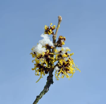 Witch hazel,witch hazel japonica,has delicate,thread-like flowers in yellow,orange or red. The easy-care witch hazel promises a touch of spring in the middle of winter. Witch hazel,Hamamelis japonica,has delicate,thread-like flowers in yellow,orange,or red. The low-maintenance witch hazel promises a touch of spring in the middle of winter