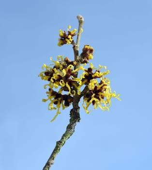 Witch hazel,witch hazel japonica,has delicate,thread-like flowers in yellow,orange or red. The easy-care witch hazel promises a touch of spring in the middle of winter. Witch hazel,Hamamelis japonica,has delicate,thread-like flowers in yellow,orange,or red. The low-maintenance witch hazel promises a touch of spring in the middle of winter