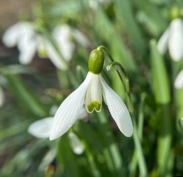 Galanthus nivalis is a flower that blooms in winter and an important medicinal plant. Snowdrop,Galanthus nivalis,is a flower that blooms in winter and is an important medicinal plant.
