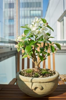 Apple tree Malus Evereste as a bonsai during flowering in April on a balcony