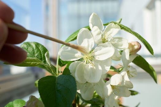 Artificial pollination of the flower of an apple tree bonsai Malus Evereste with a small brush