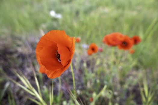 Detail of wild red flowers in nature, country life