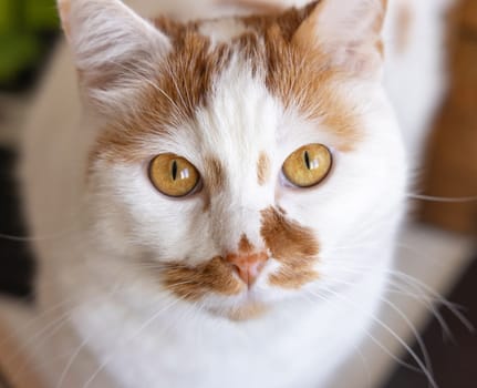 Portrait of the head of White and red cat with amber eyes. European Shorthaired domestic cat looking into the camera close up