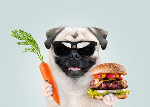 Funny pug dog in sunglasses holds delicious raw carrot and a juicy unhealthy burger. Choice between healthy vitamin food and unhealthy fast food burger. Healthy food, creative idea. Nutrition concept