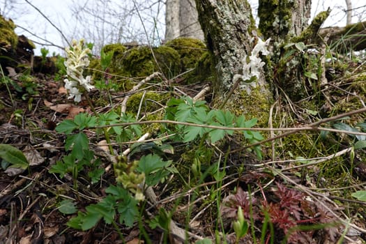 Hohler Lerchensporn (Corydalis cava), auch Hohlknolliger Lerchensporn, weiss blühend, Rheinland-Pfalz, Deutschland, Herresbach