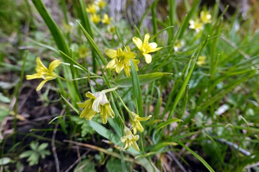 Wald-Gelbstern (Gagea lutea), auch Gewöhnlicher Gelbstern oder Wald-Goldstern an der Hohen Acht, Rheinland-Pfalz, Deutschland, Herresbach