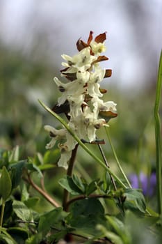 Hohler Lerchensporn (Corydalis cava), auch Hohlknolliger Lerchensporn, weiss blühend, Rheinland-Pfalz, Deutschland, Herresbach