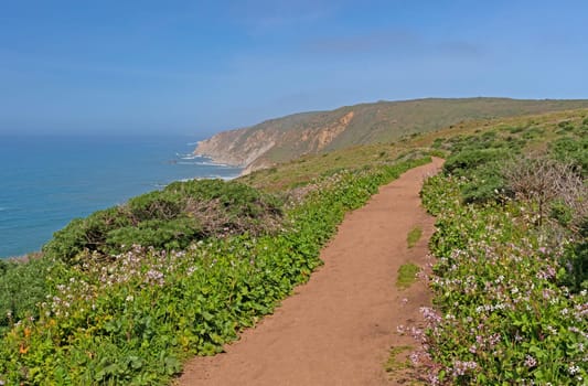 Coastal Trail Amongst the Spring Flowers in Point Reyes National Park in California