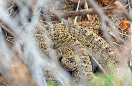 Great Basin Rattelsnake in the Brush Dixie National Forest in Utah