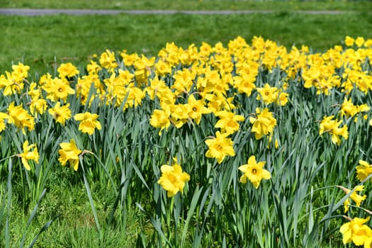 yellow daffodils in a small park