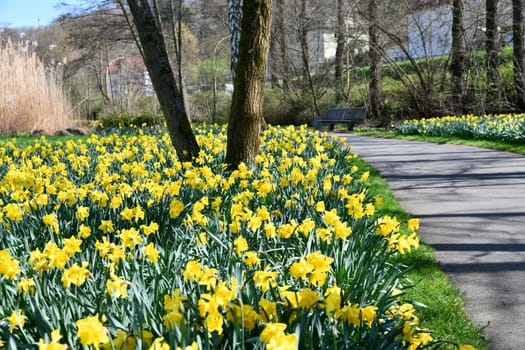 yellow daffodils in a small park