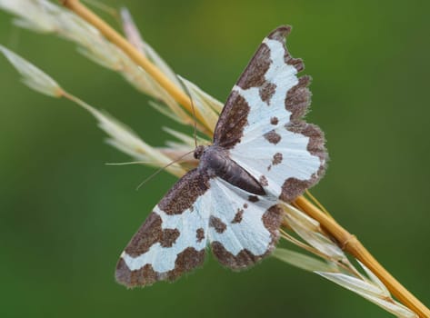 Hemtension - Black-rimspanner - Moth
