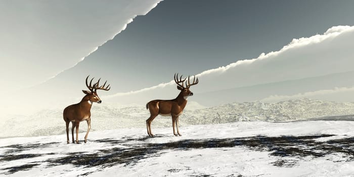 The herbivorous White-tailed deer lives in North and South America and is an abundant species.