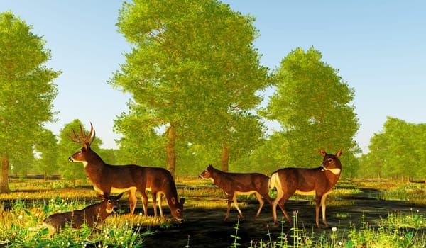 The herbivorous White-tailed deer lives in North and South America and is an abundant species. A buck guards his females in the forest.