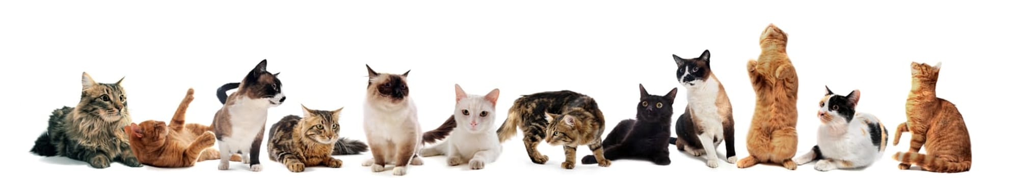 cats and kitten on a white background