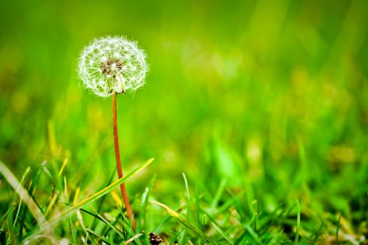 Fluffy dandelion in a green meadow