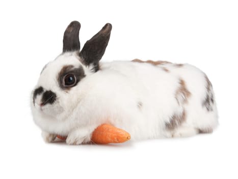 white rabbit with blask spots