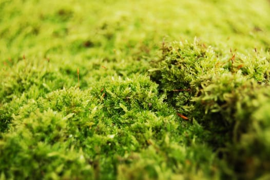 fresh green dosh in the forrest at fall or autumn