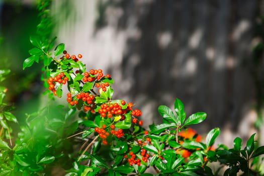 Partial view of a shrub with red berries of the cotoneaster (lat: Cotoneaster dammeri) in sunlight against a dark background.