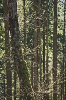 Vertical shot of the Blackwood forest near Staufen, Breisgau, Germany