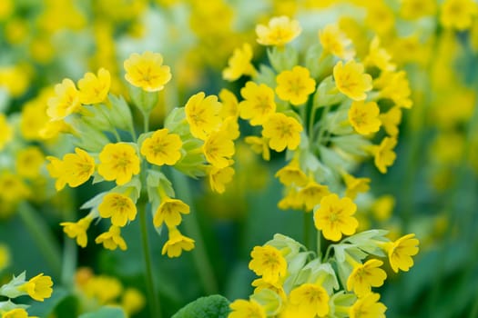 close-up of inflorescence of yellow flowers Primula macrocalyx is a perennial herbaceous plant, a species of the genus Primrose Primula of the family Primulaceae Primulacea.