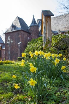 The daffodil, Narcissus pseudonarcissus, yellow narcissus flowers in a garden, springtime