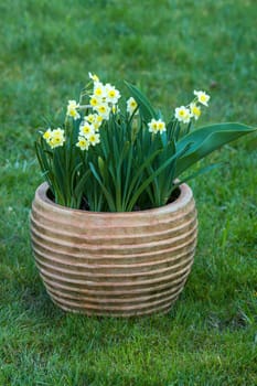 Narcissus pseudonarcissus, narcissus flowers in a clay pot, springtime