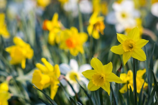 The daffodil, Narcissus pseudonarcissus, yellow narcissus flowers in a garden, springtime