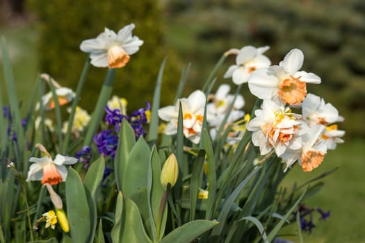 spring flowers in the garden - narcissus, tulips, hyacinth flowers