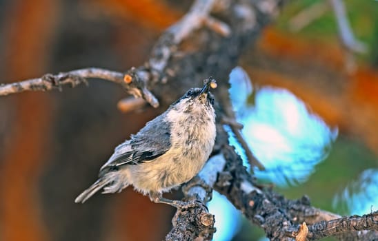 Pygmy Nuthatch eating a Spider in a Tree in Dixie National Forest in Utah