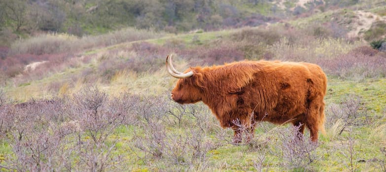 Scottish highland cattle, cow in the countryside, bull with horns on a pasture, ginger shaggy coat