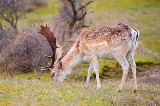 Red deer stag with antlers in spring, forest of Amsterdamse Waterleidingduinen in the Netherlands, wildlife in the woodland