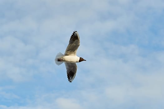 a seagull soaring in a blue sky with clouds. High quality photo