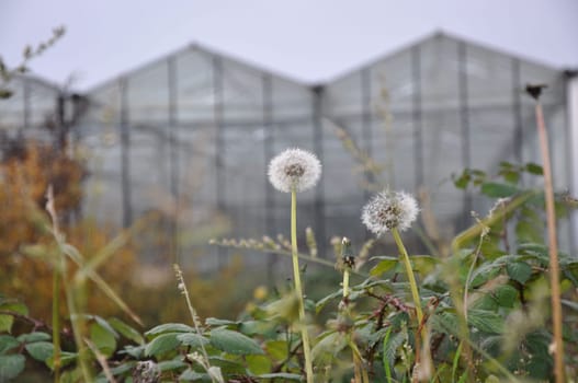 Closeup shot of dandelions in front of a glass greenhouse