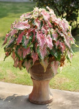 Potted plant