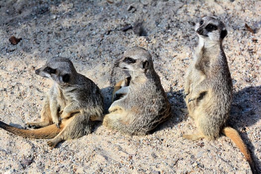 Meerkat