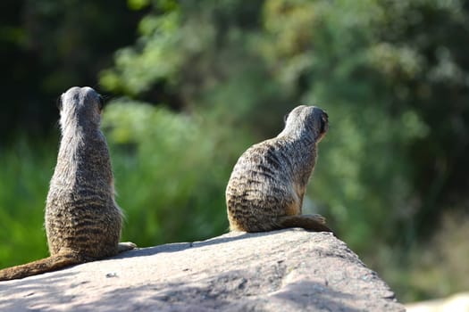 Meerkat