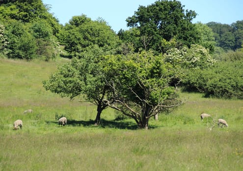 Sheep on a field in summer with blue sky