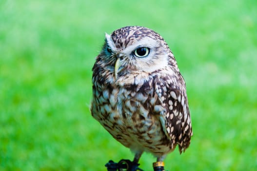 Close up portrait of little Owl against green background