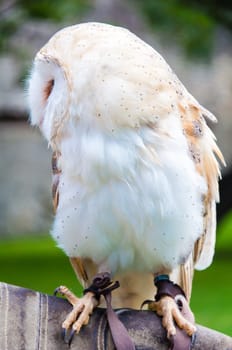 View of Barn owl sitting on falconer glove