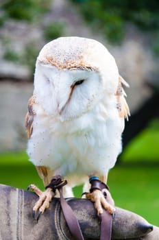 View of Barn owl sitting on falconer glove