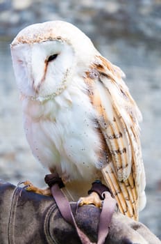 View of Barn owl sitting on falconer glove