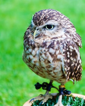 Close up portrait of little Owl against green background