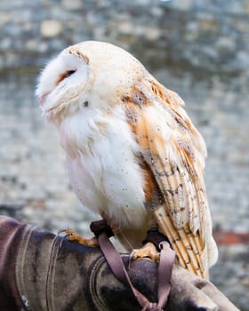 View of Barn owl sitting on falconer glove