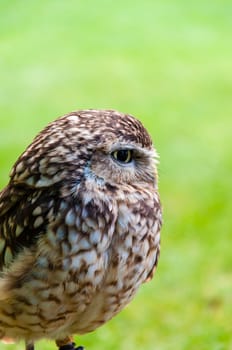 Close up portrait of little Owl against green background